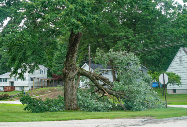 Best Storm Damage Tree Cleanup  in USA